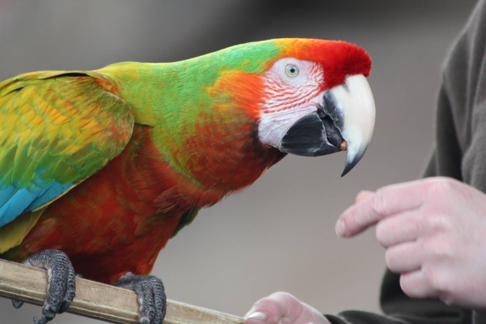 Olive time again, 7th July 2014