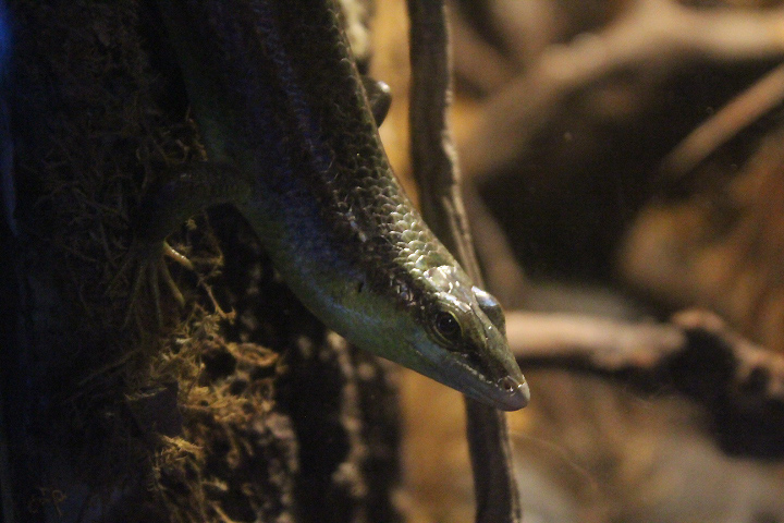 Olive tree skink (Dasia olivacea)