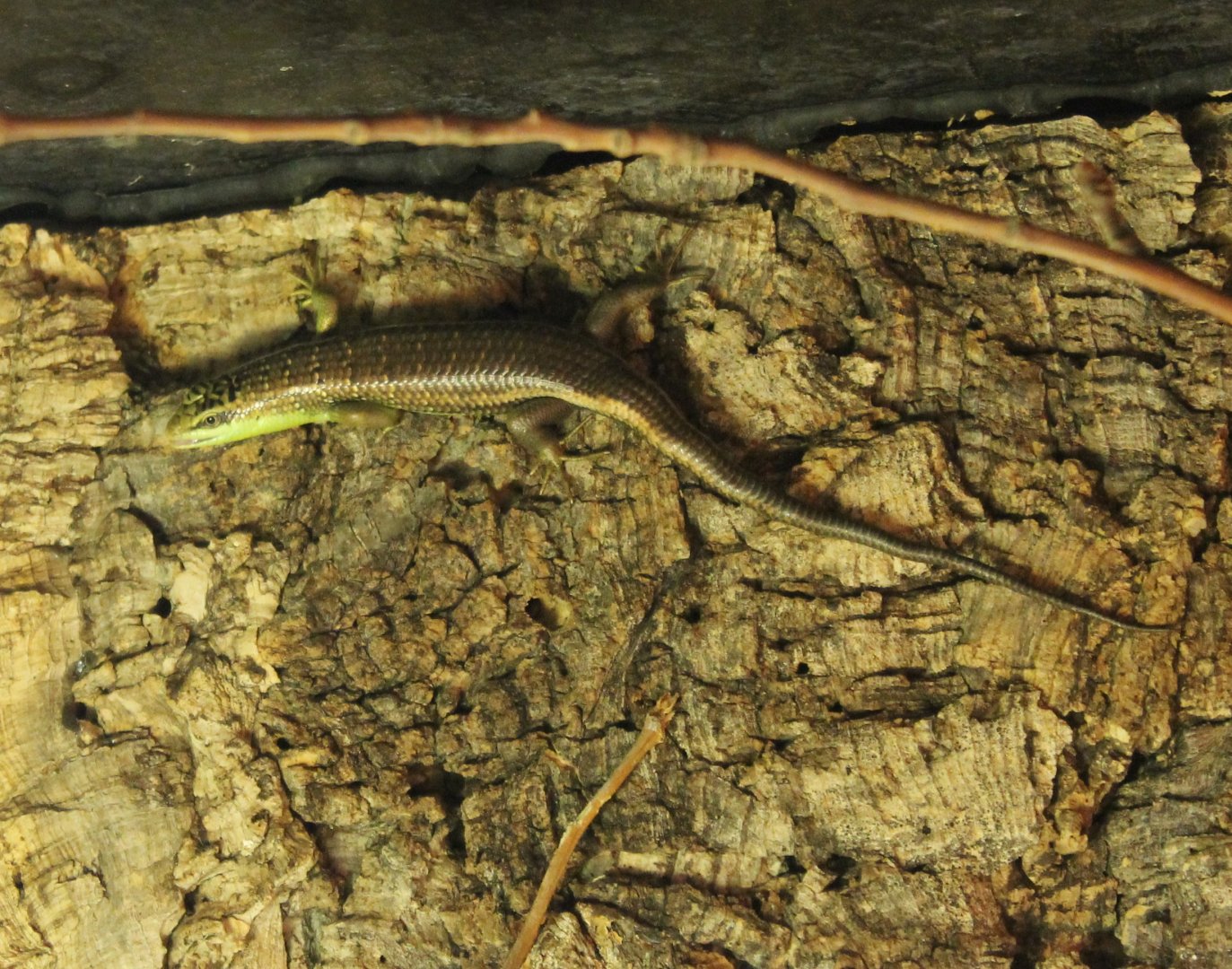 Olive tree skink