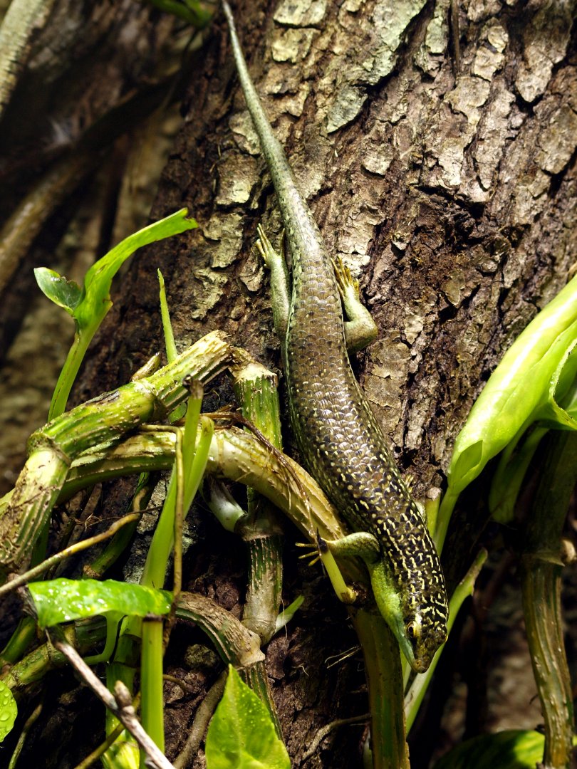 Olive tree skink