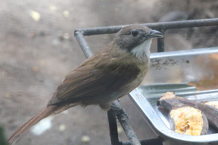 Olive-winged bulbul (Pycnonotus plumosus plumosus)
