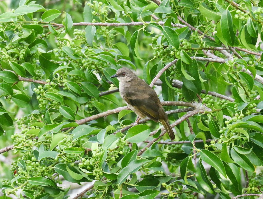 Olive-winged Bulbul