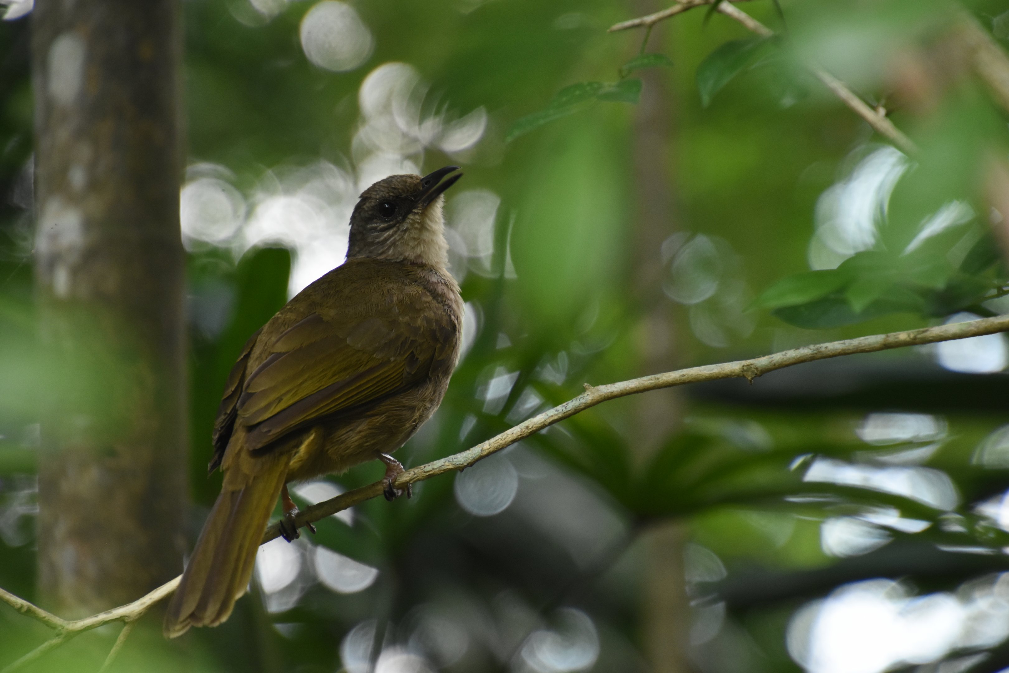 Olive-winged bulbul