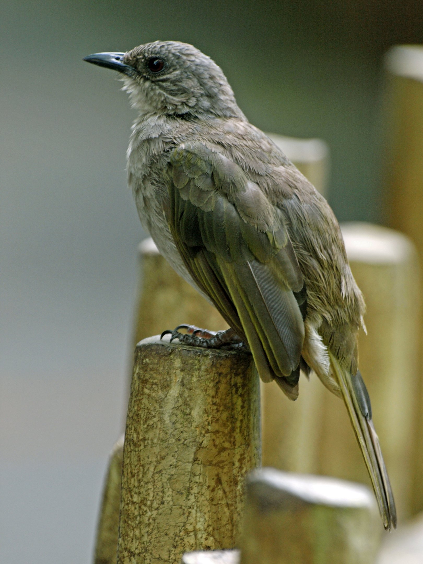 Olive-winged bulbul