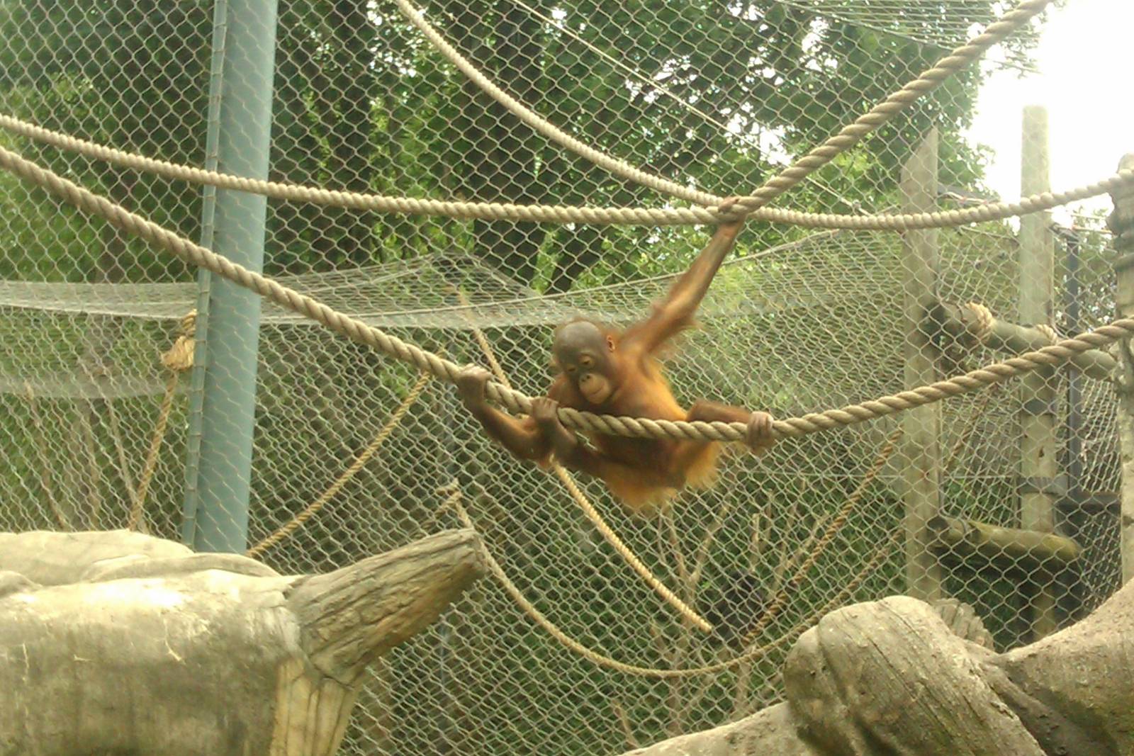 Ollie 2 year old baby orangutan swinging
