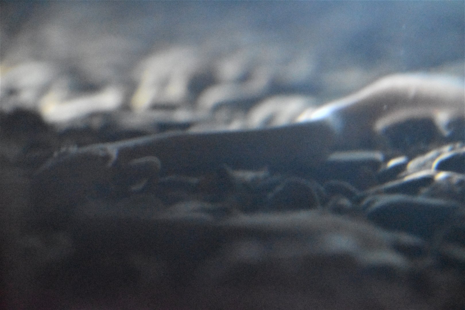 Olm, Grotte de Clamouse, France