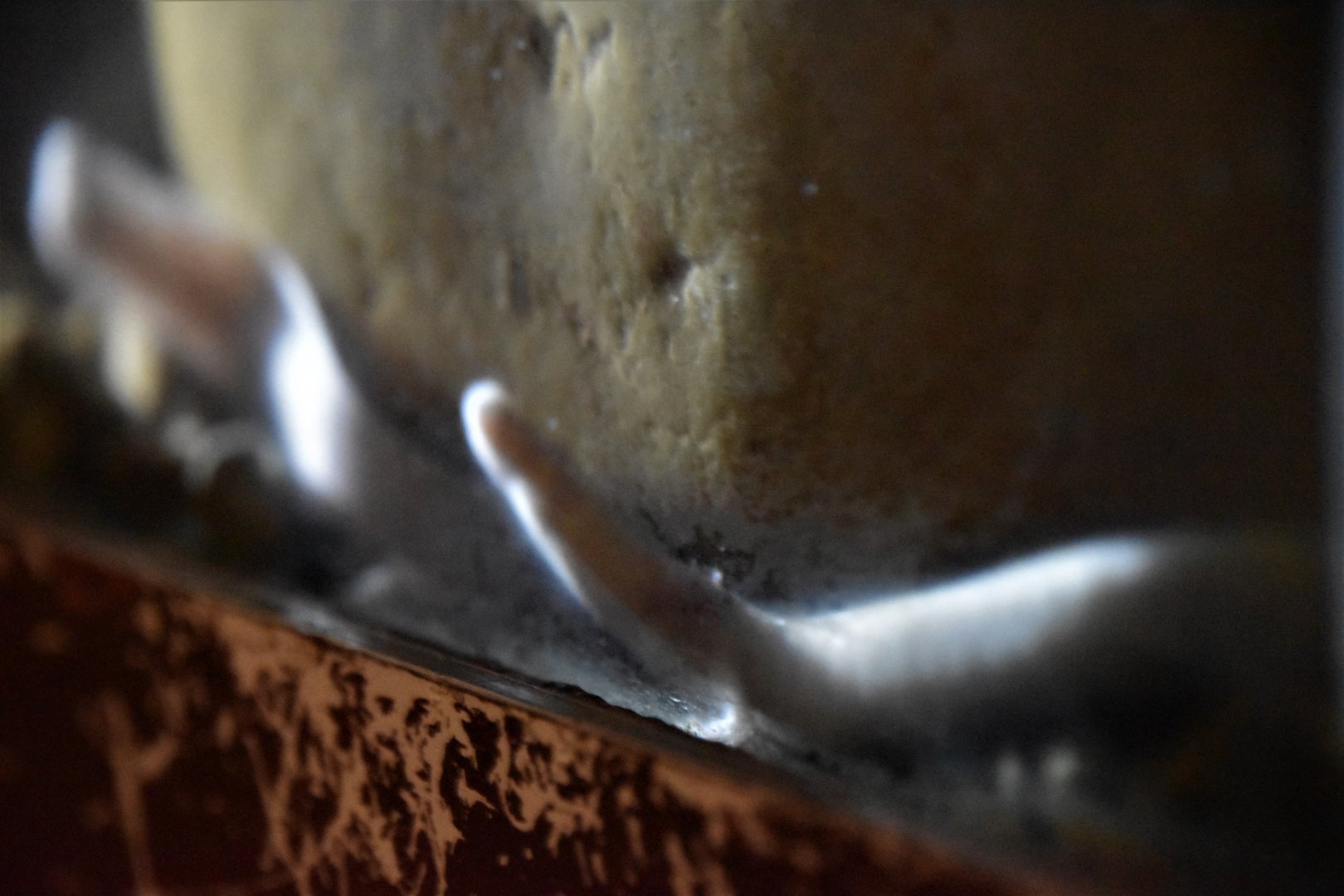 Olm, Grotte de Clamouse, France