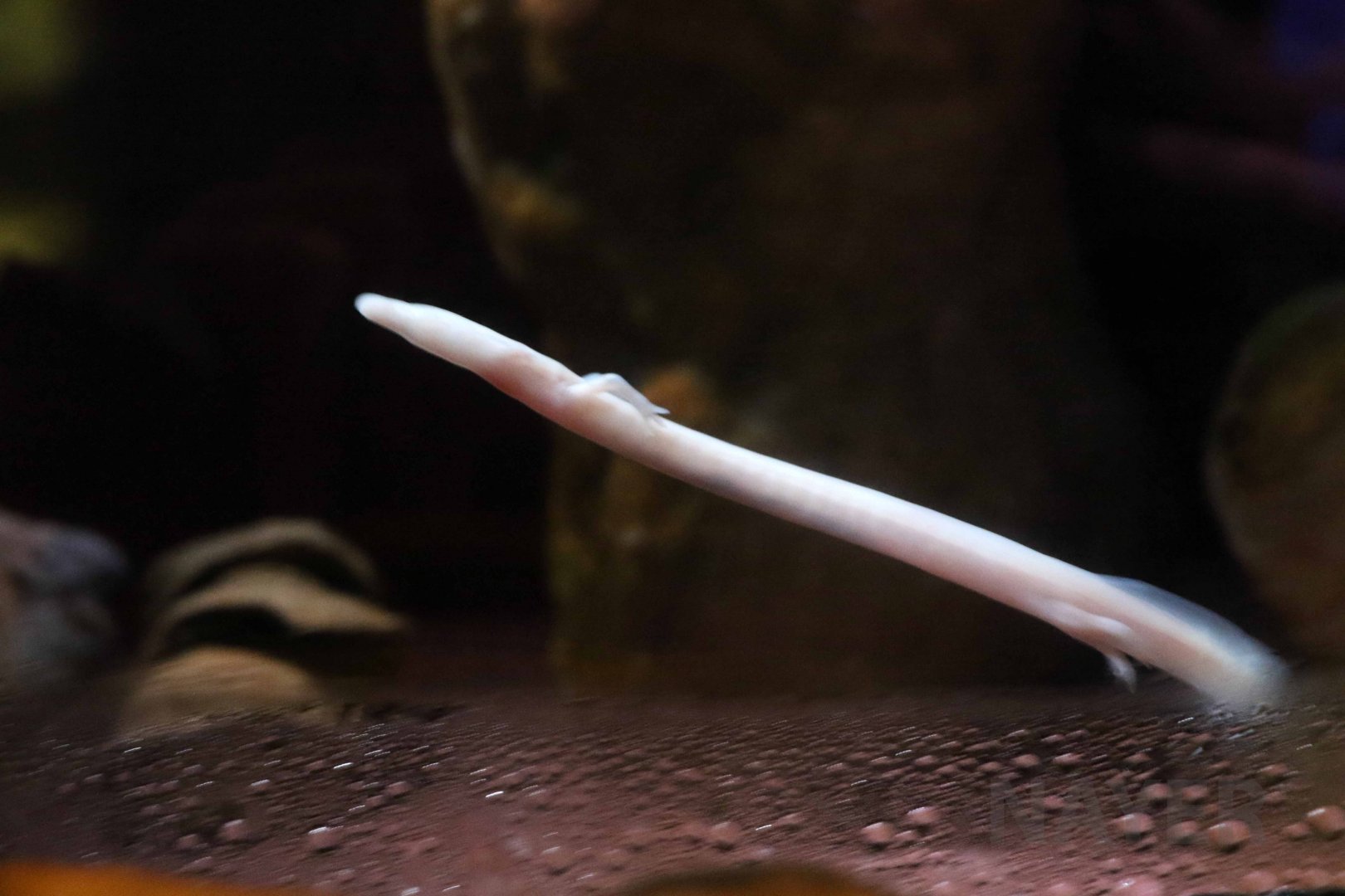 Olm, Hekinan Seaside Aquarium, October 2017