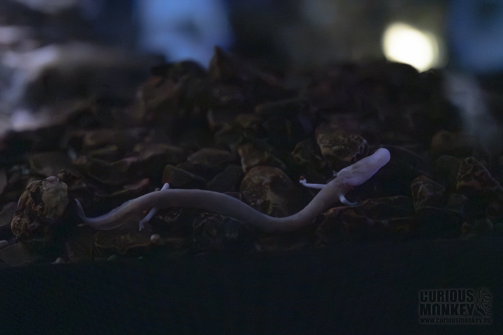 Olm (proteus anguinus) 07/23 - Vivarium Postojnska Jama