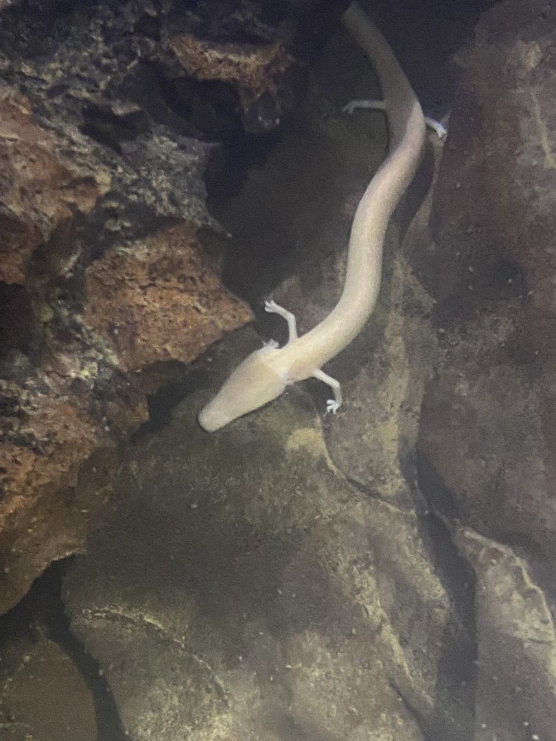 Olm (Proteus anguinus)