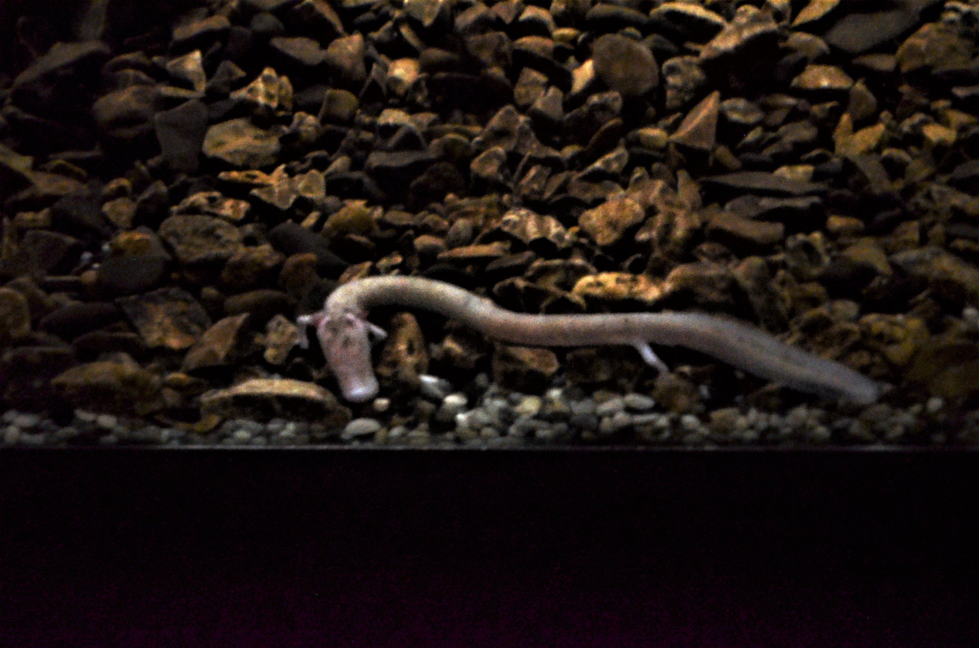 Olm, Proteus Vivarium, Postojna - 06/03/18