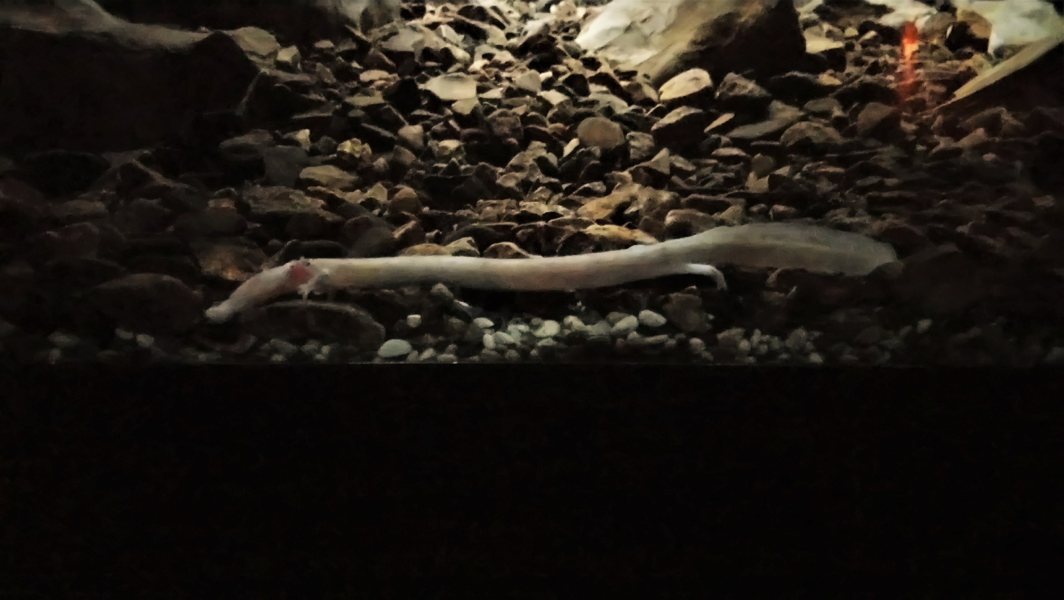 Olm, Proteus Vivarium, Postojna - 06/03/18