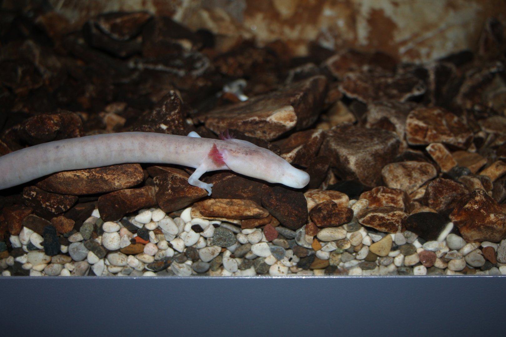 Olm