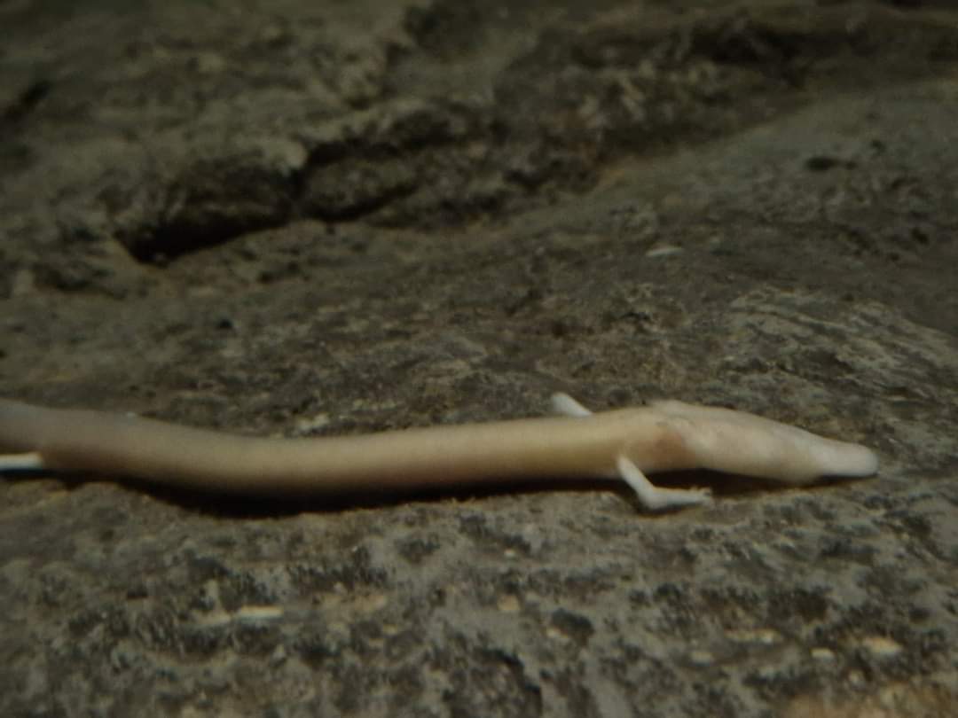 Olm