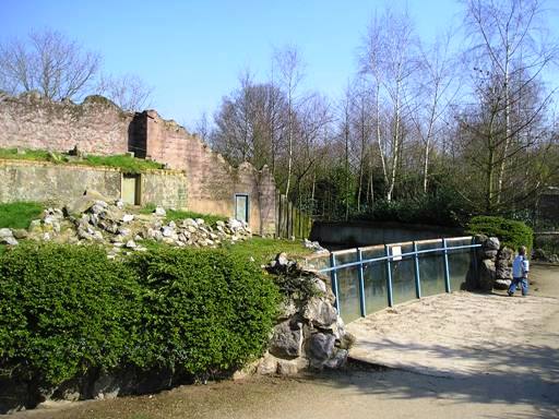 Olmense zoo Olmen/Balen (BE) Bear