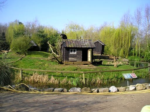 Olmense zoo Olmen/Balen (BE) Bintourong