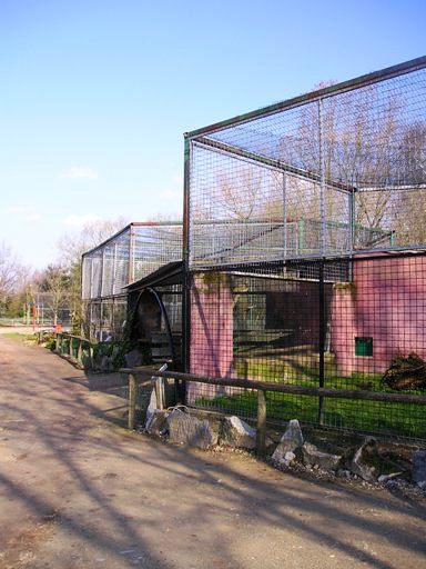 Olmense zoo Olmen/Balen (BE) Caracal/serval