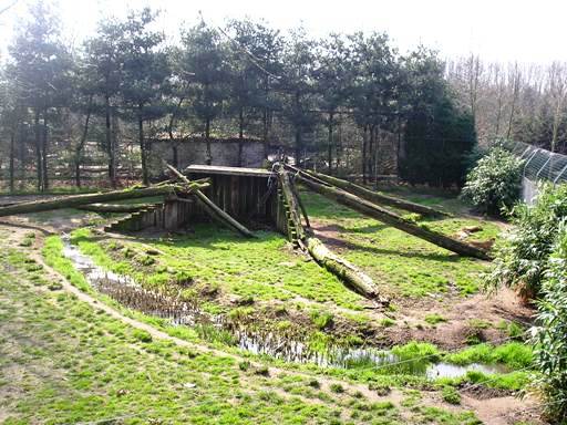 Olmense zoo Olmen/Balen (BE) Cheeta
