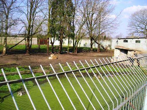 Olmense zoo Olmen/Balen (BE) Lion