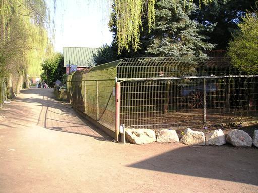 Olmense zoo Olmen/Balen (BE) Muntjak