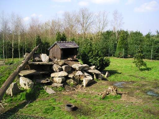 Olmense zoo Olmen/Balen (BE) Puma