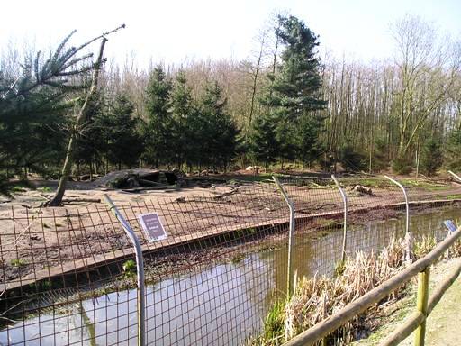 Olmense zoo Olmen/Balen (BE) Wolf