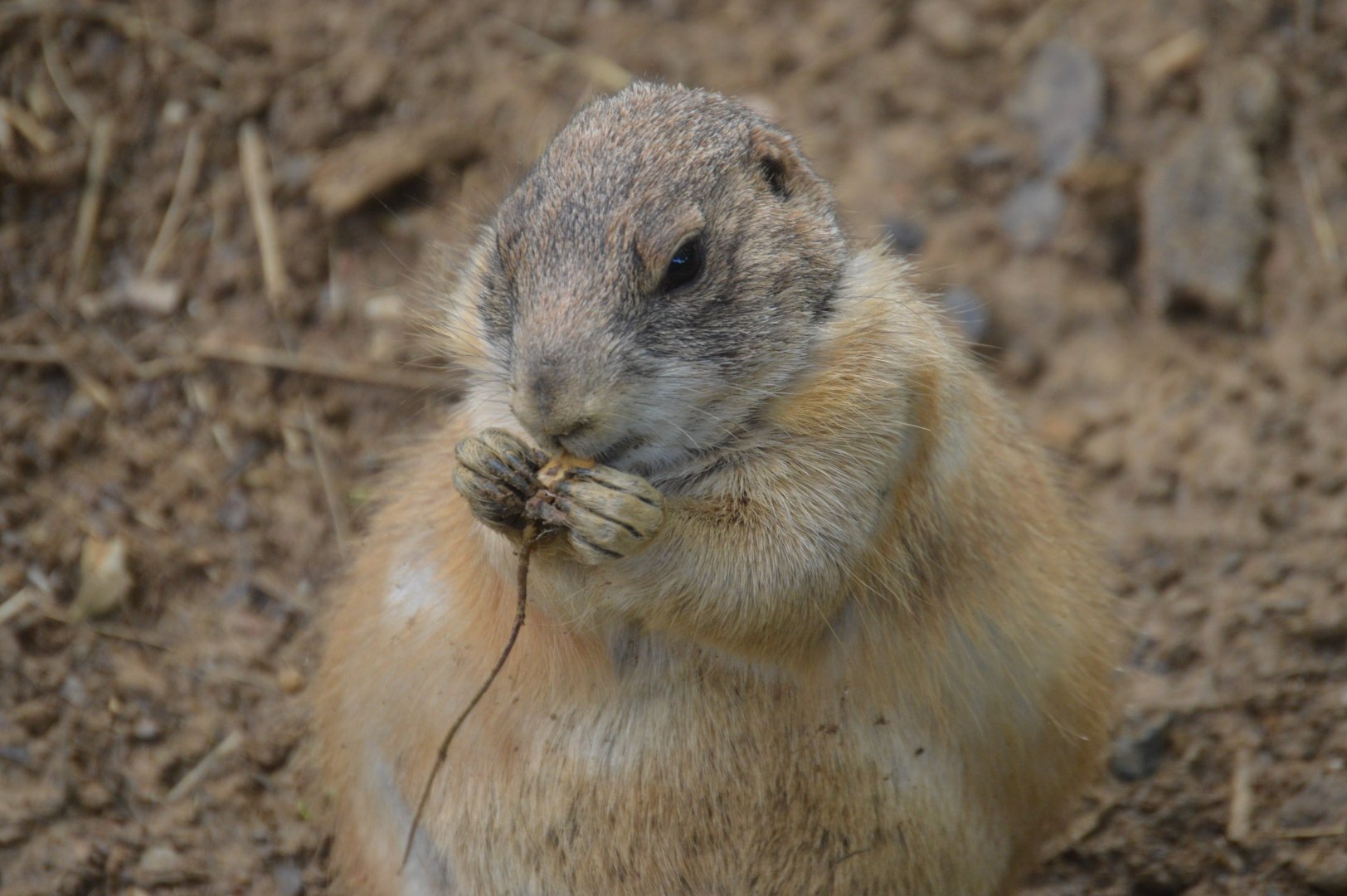 Olmstead Walk - Black-tailed Prairie Dog (Cynomys ludovicianus)