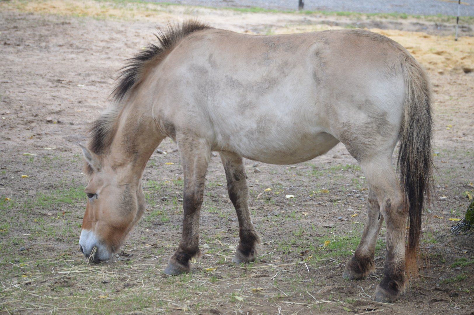Olmstead Walk - Przewalski's Horse (Equus ferus przewalskii)
