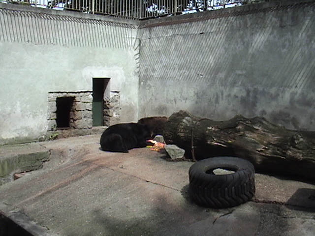 Olomouc Zoo Bear Grotto