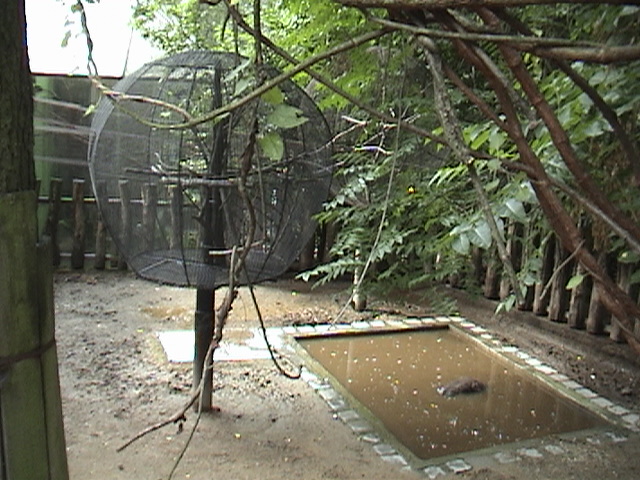 Olomouc Zoo Pygmy Hippo/ Tamarins