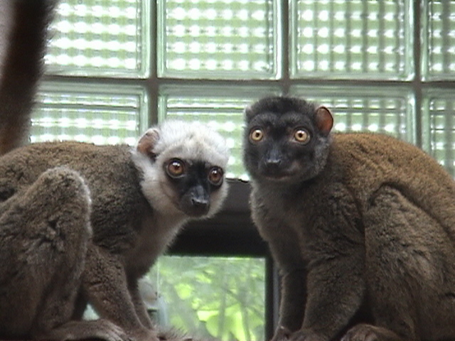 Olomouc Zoo White-headed Lemurs