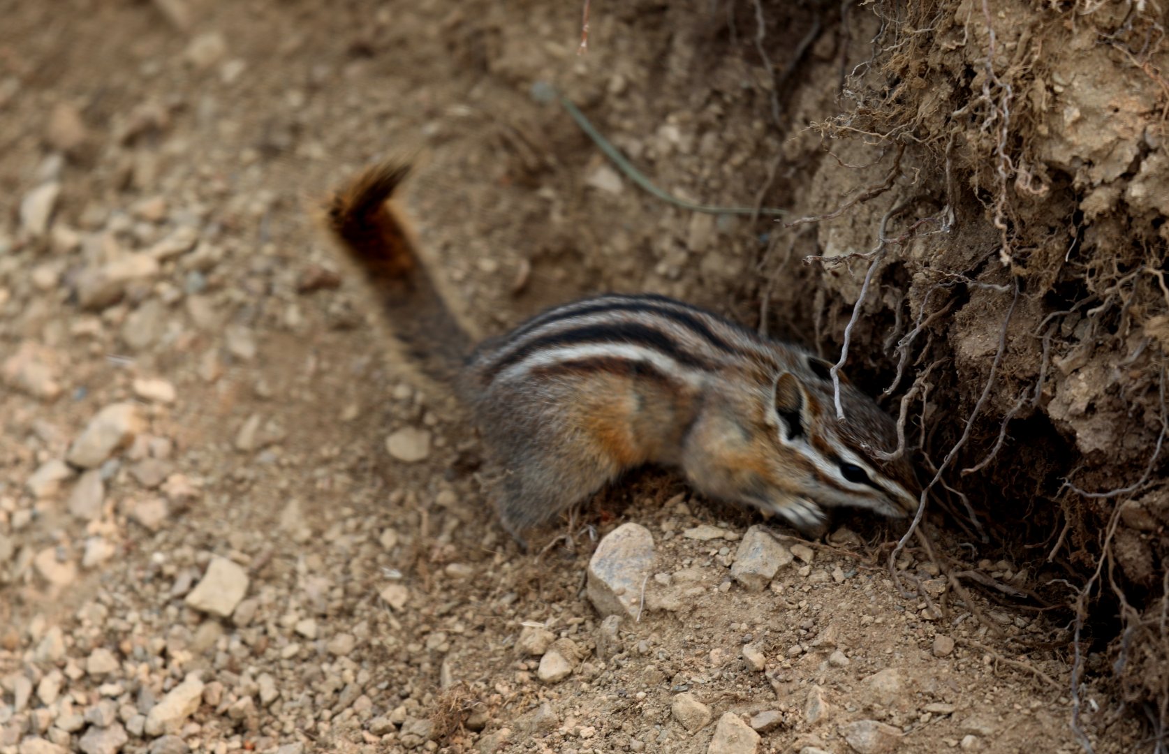 Olympic Chipmunk (Neotamias amoenus caurinus)