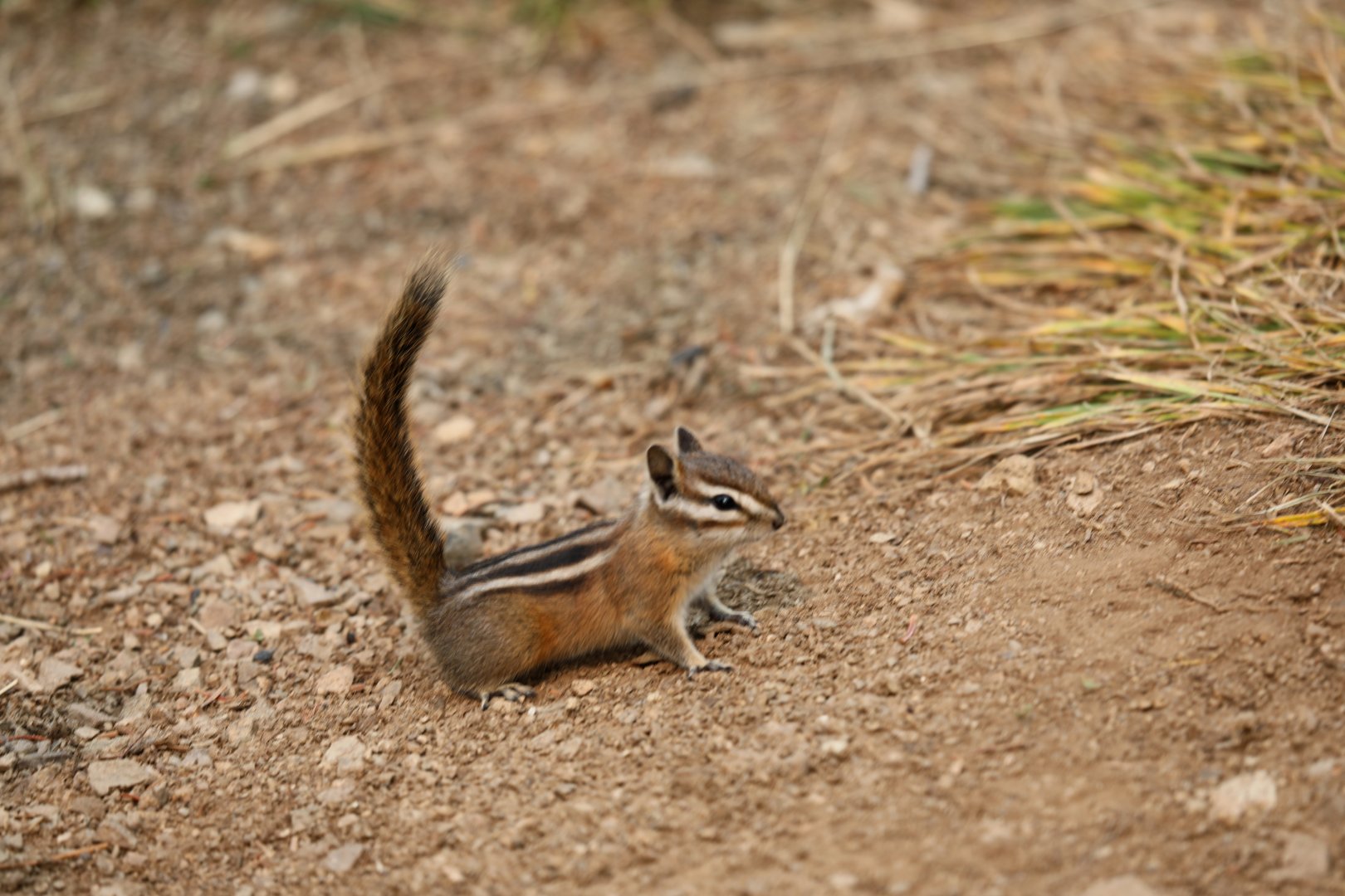 Olympic Chipmunk (Neotamias amoenus caurinus)
