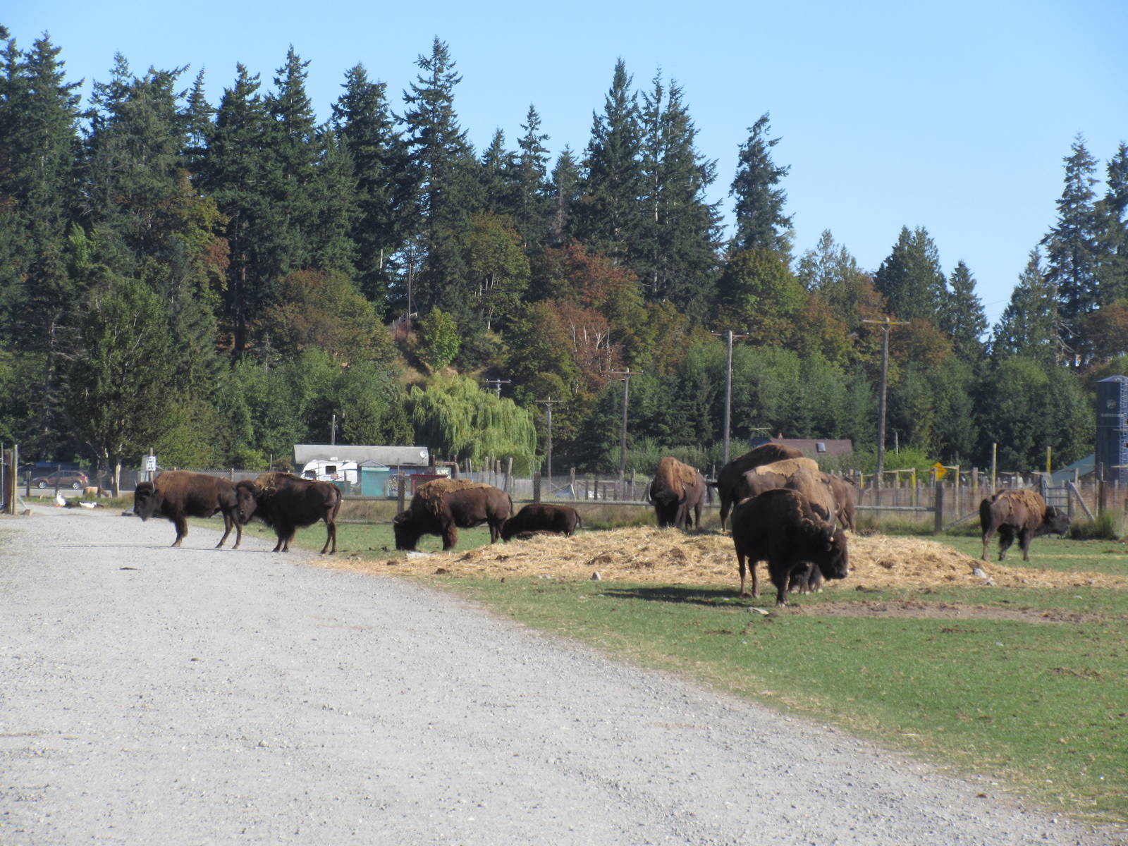 Olympic Game Farm - American Bison Exhibit (a total herd of approx. 30)