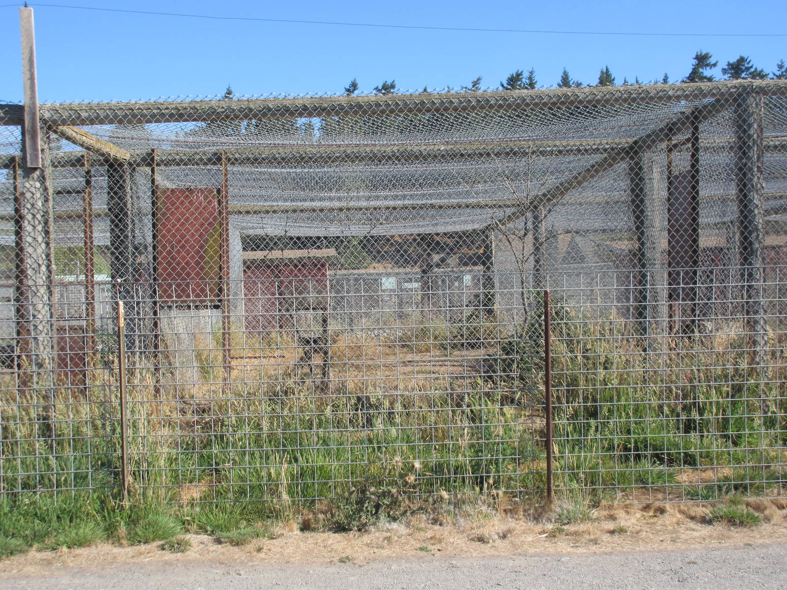 Olympic Game Farm - Bobcat Exhibit