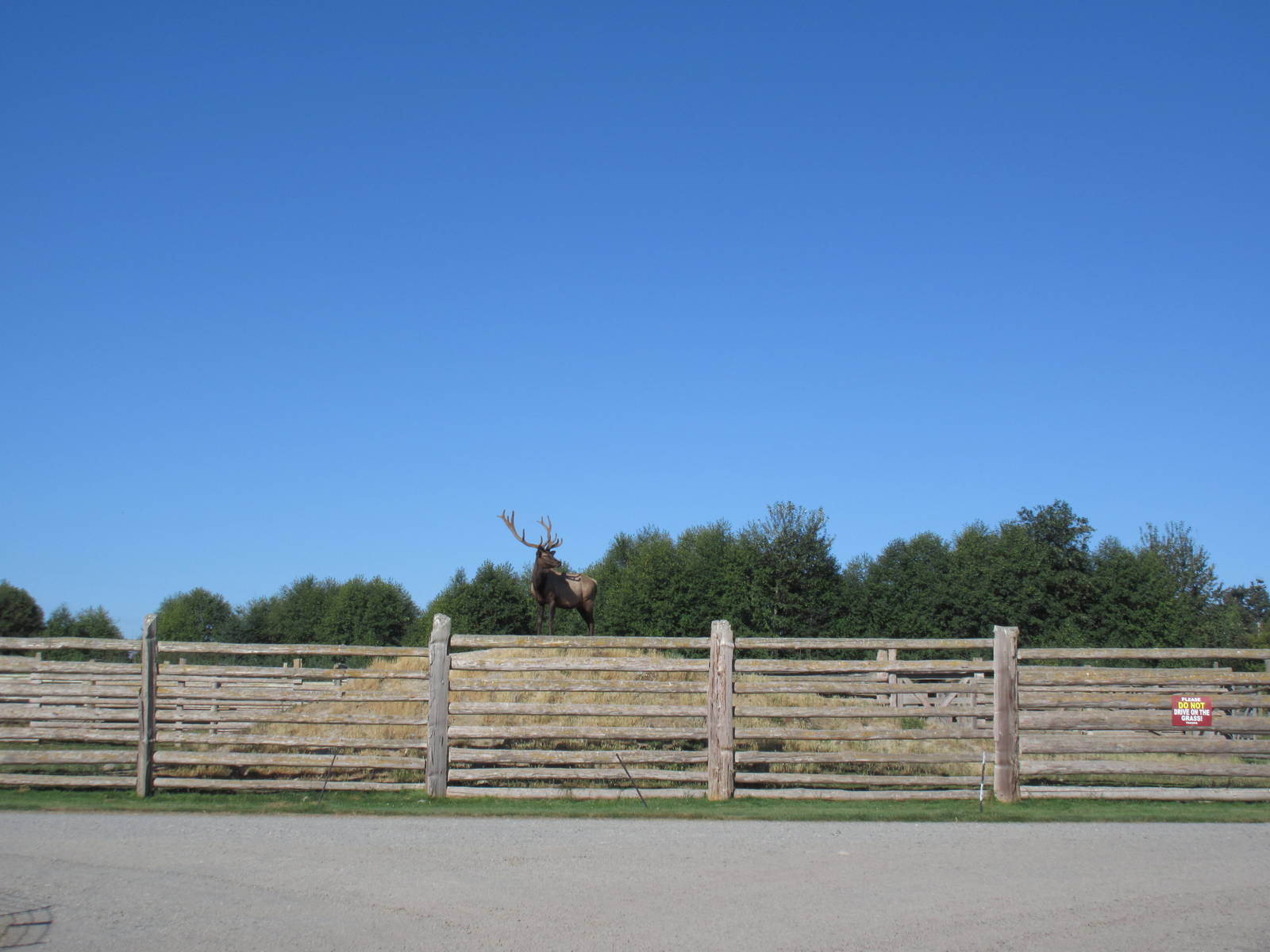 Olympic Game Farm - Bull Elk Exhibit (elk on grassy hill)