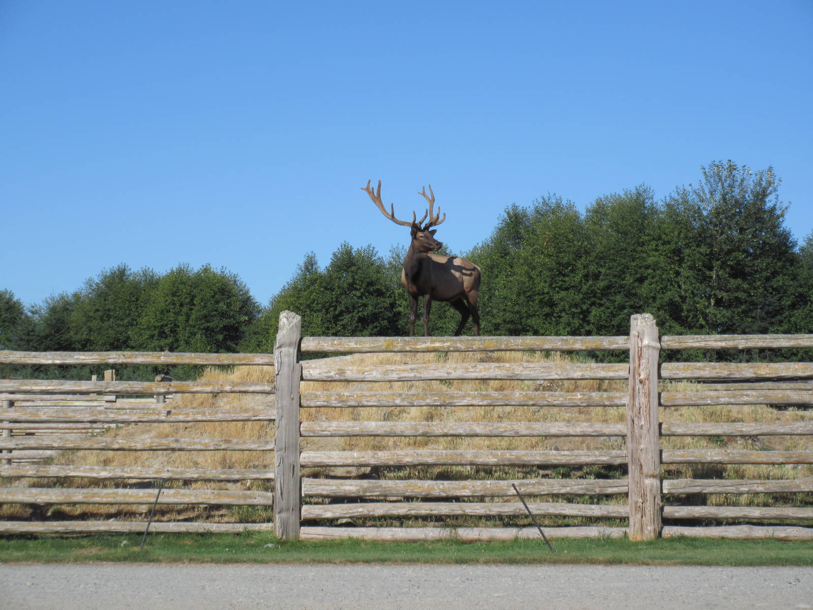 Olympic Game Farm - Bull Elk Exhibit (elk on grassy hill)
