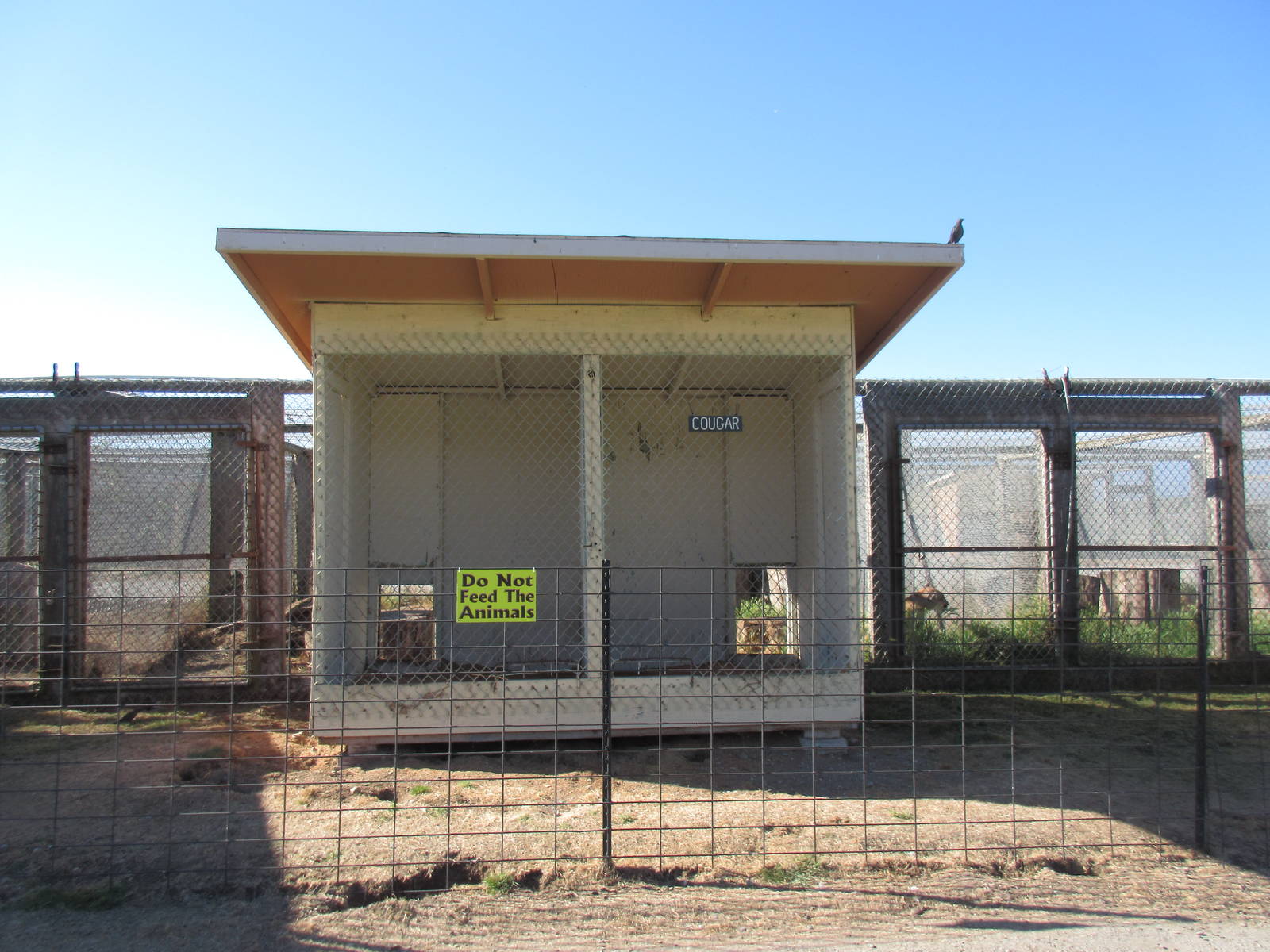 Olympic Game Farm - Cougar Exhibit (rear-view with shelter structure)