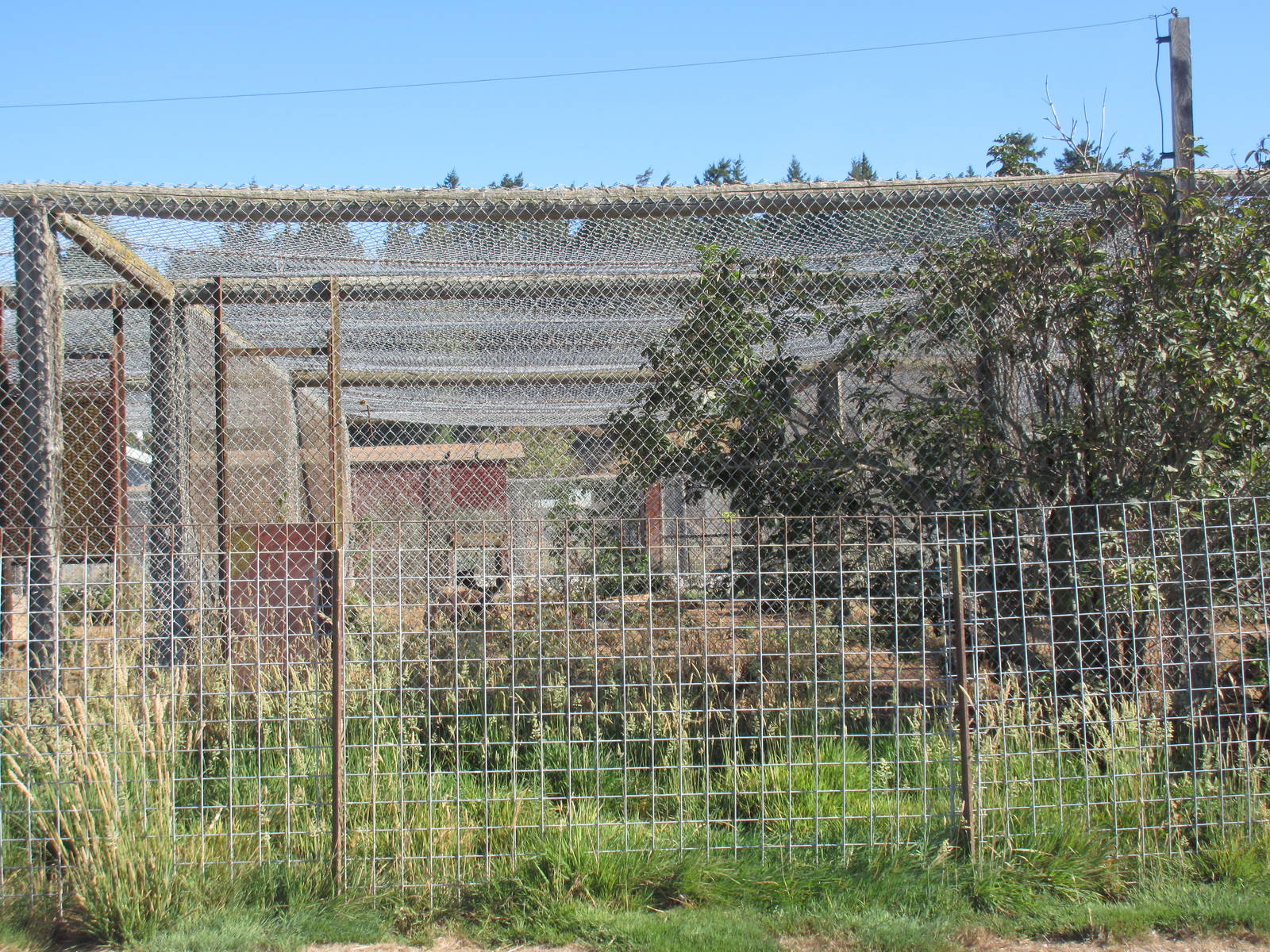 Olympic Game Farm - Cougar Exhibit