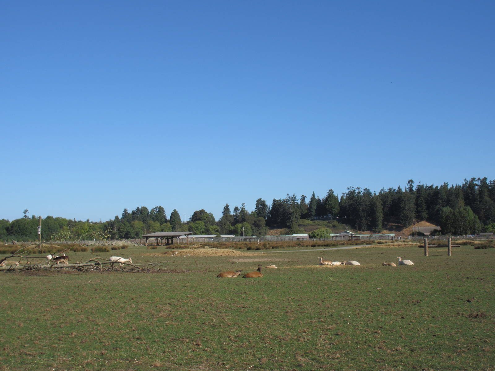 Olympic Game Farm - Fallow Deer/Elk Exhibit
