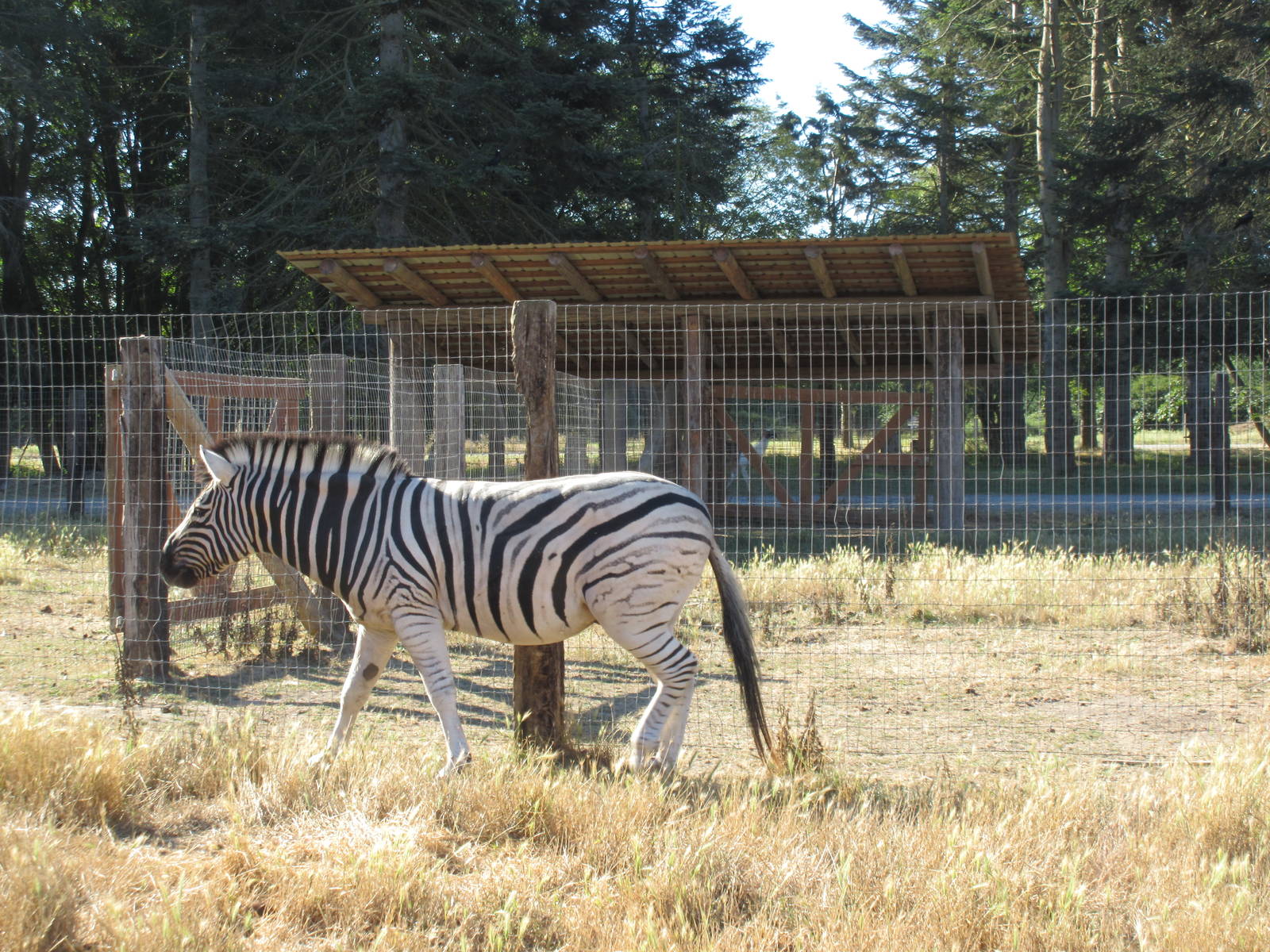 Olympic Game Farm - Grant's Zebra