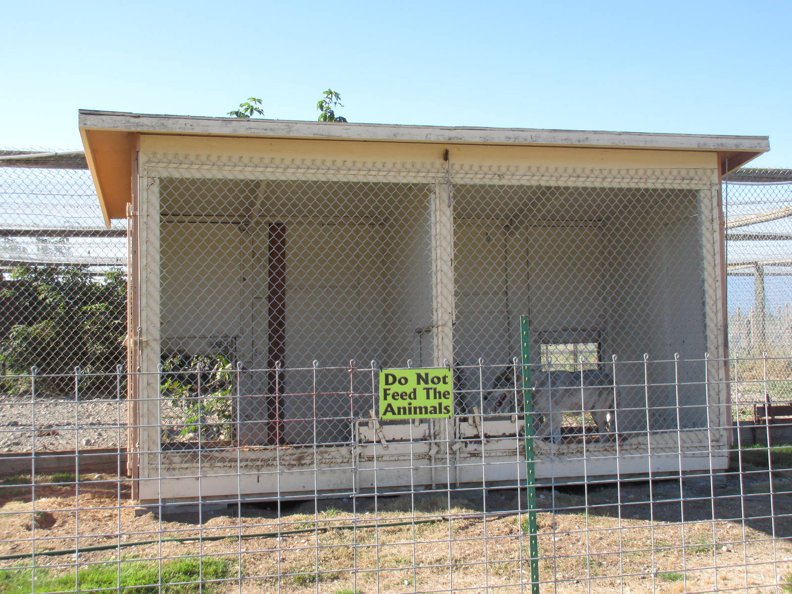 Olympic Game Farm - Grey Wolf Exhibit (one of many for wolves)