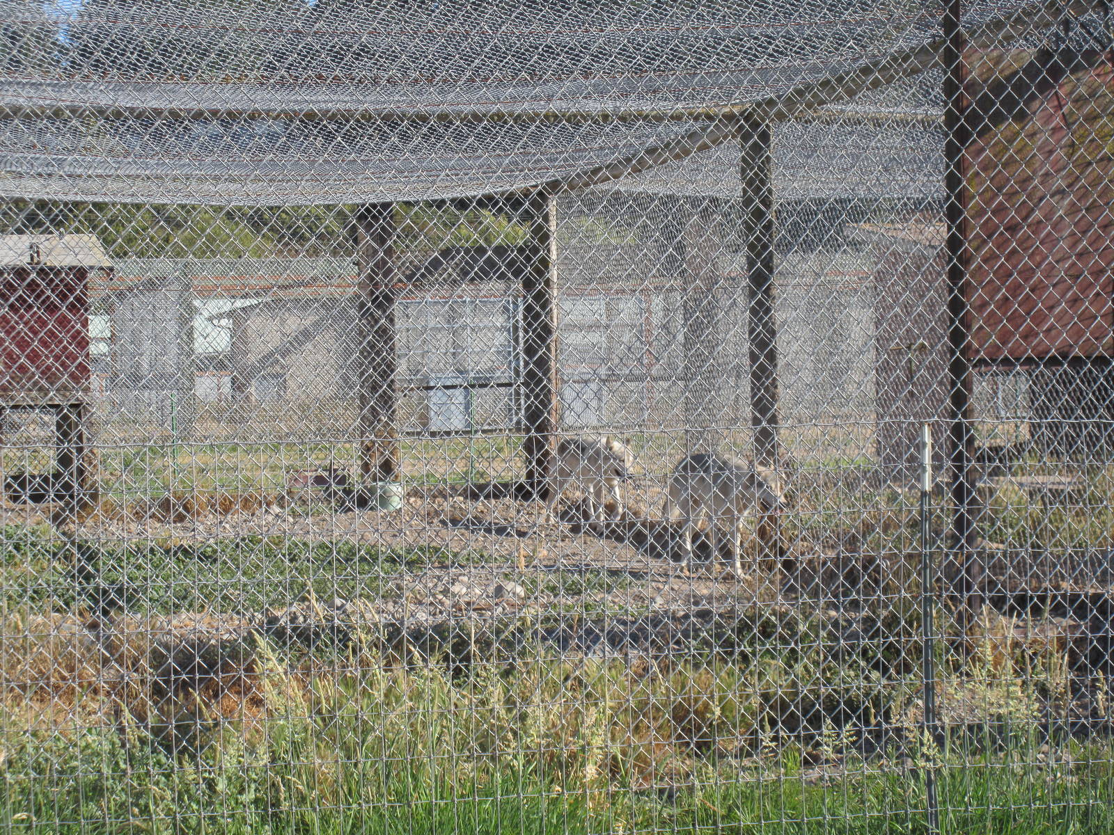 Olympic Game Farm - Grey Wolf Exhibit