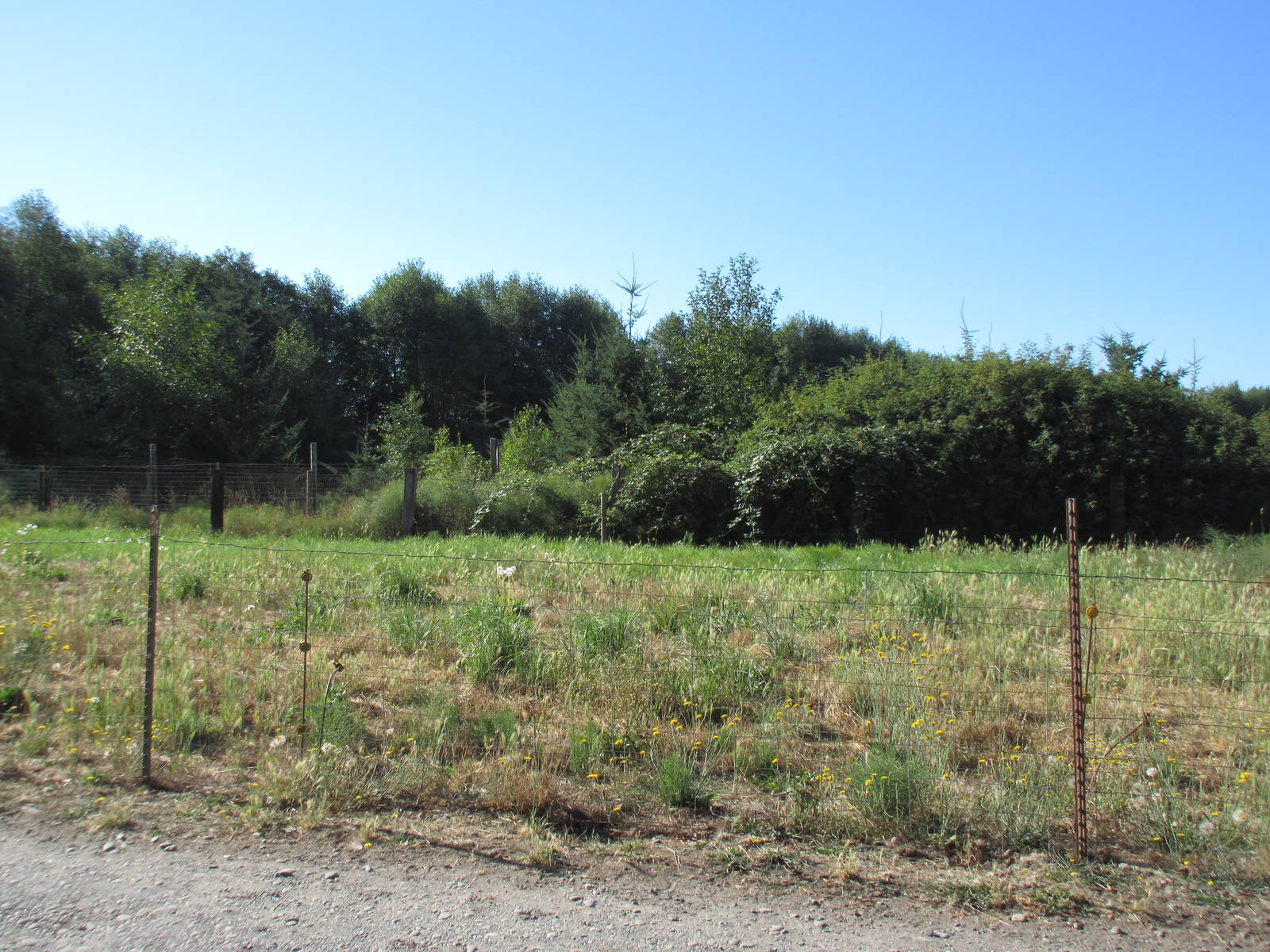 Olympic Game Farm - Grizzly Bear Exhibit #2 (minimal fencing)