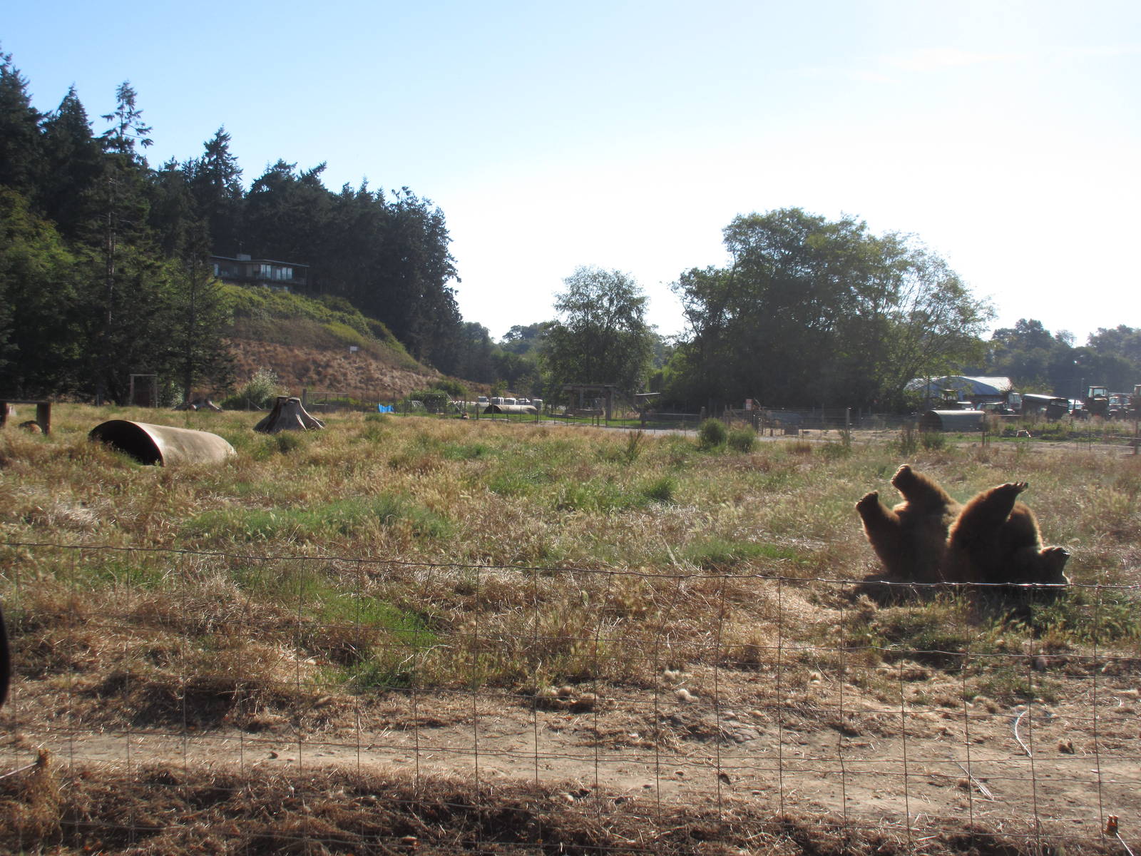 Olympic Game Farm - Grizzly Bear Exhibit #3 (minimal fencing)