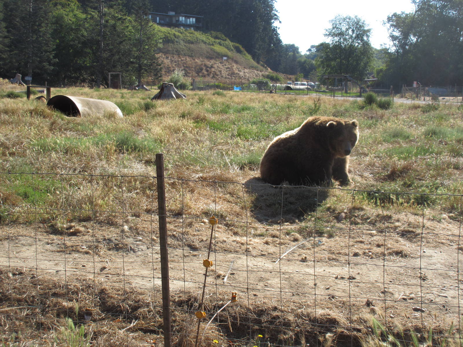 Olympic Game Farm - Grizzly Bear Exhibit #3 (minimal fencing)