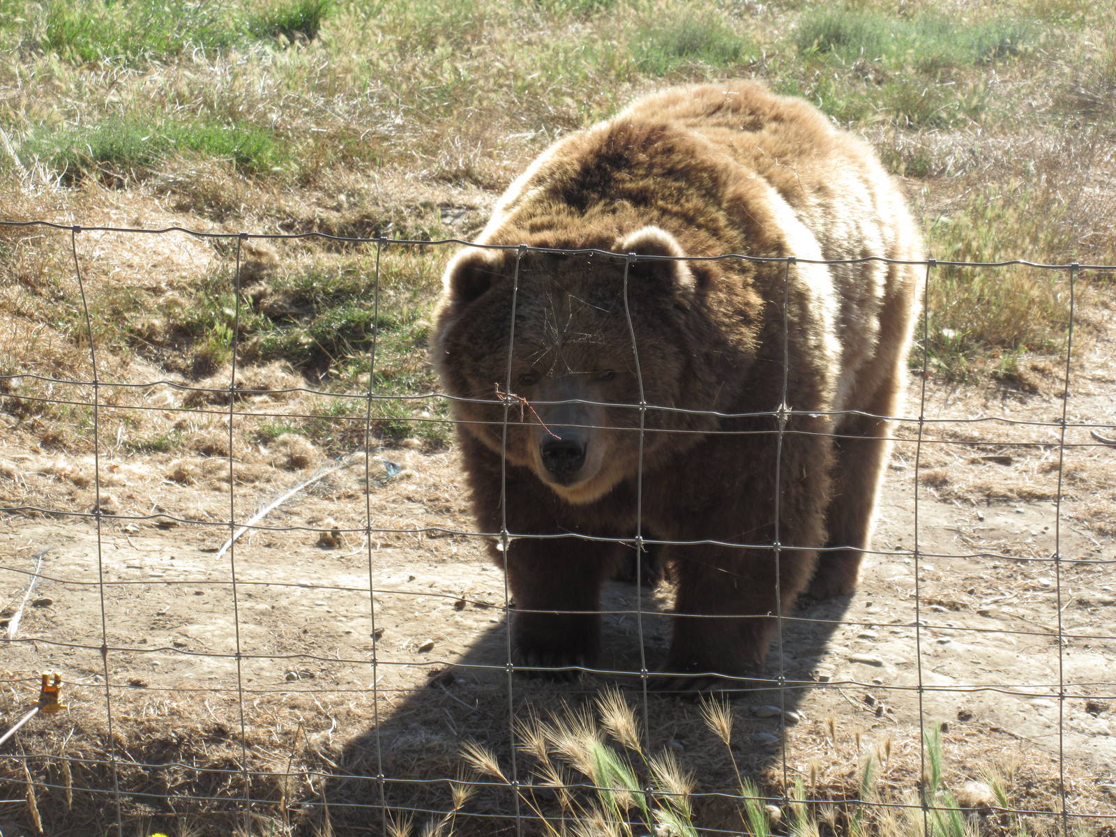 Olympic Game Farm - Grizzly Bear Exhibit #3 (minimal fencing)