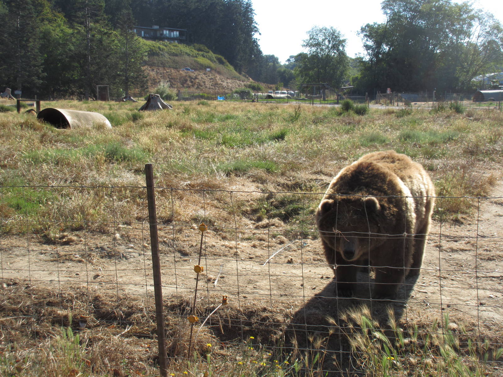 Olympic Game Farm - Grizzly Bear Exhibit #3 (minimal fencing)