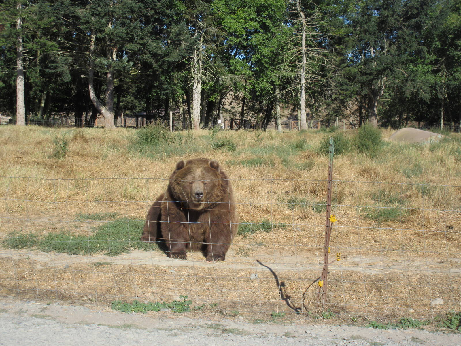 Olympic Game Farm - Grizzly Bear Exhibit #3 (minimal fencing)