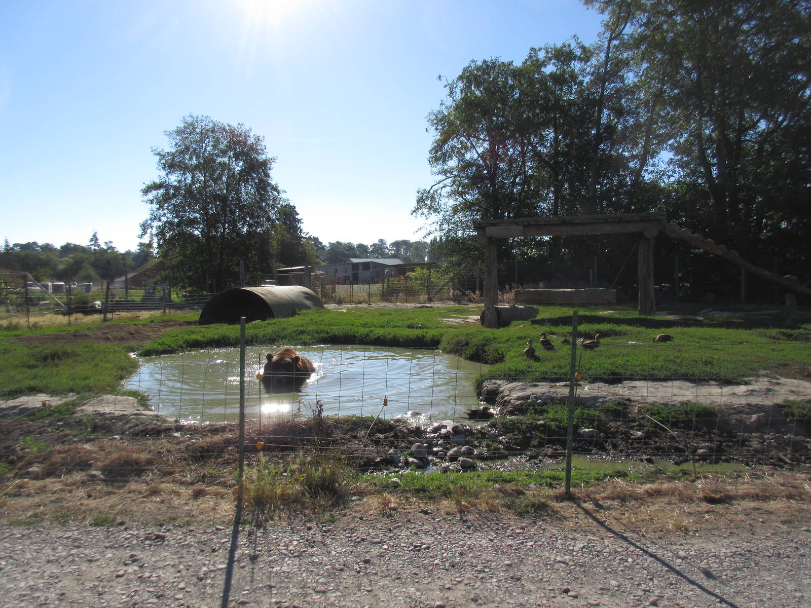 Olympic Game Farm - Grizzly Bear Exhibit #4 (minimal fencing)